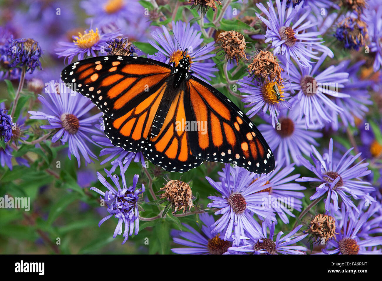 Monarch butterfly nectaring on New England aster during autumn migration Stock Photo