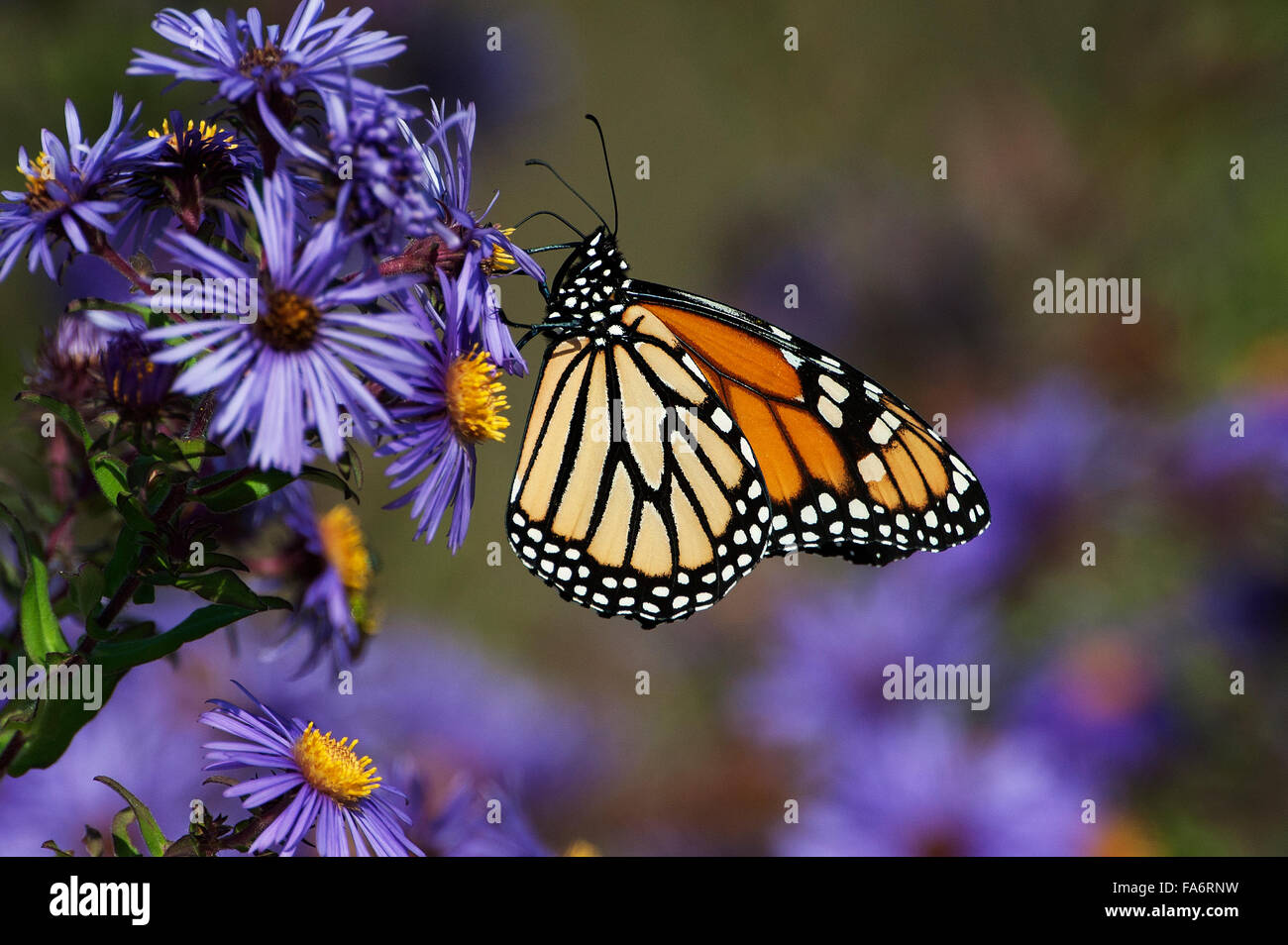 Monarch butterfly nectaring on New England aster during autumn migration Stock Photo