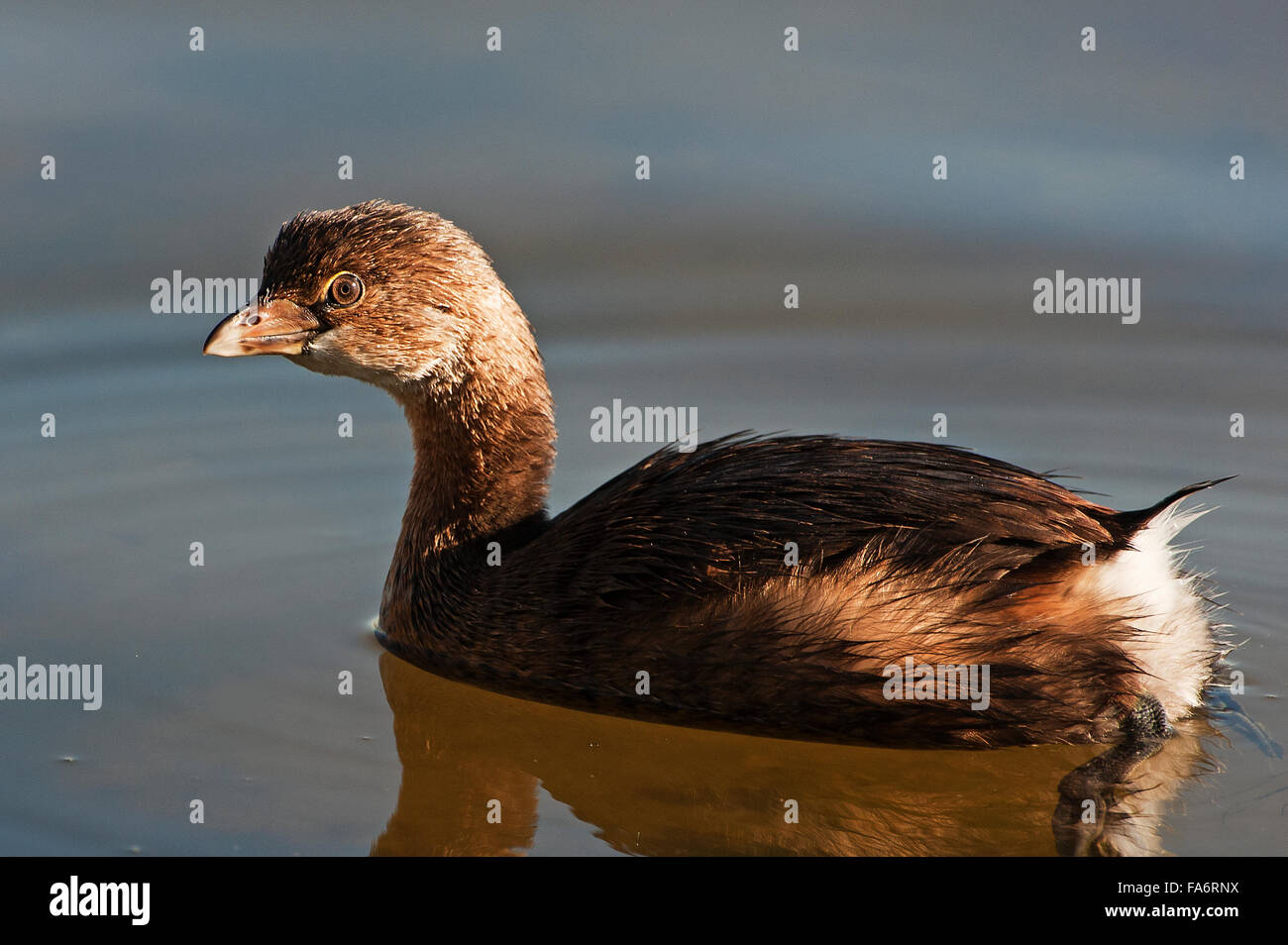 pied-billed grebe on pond Stock Photo