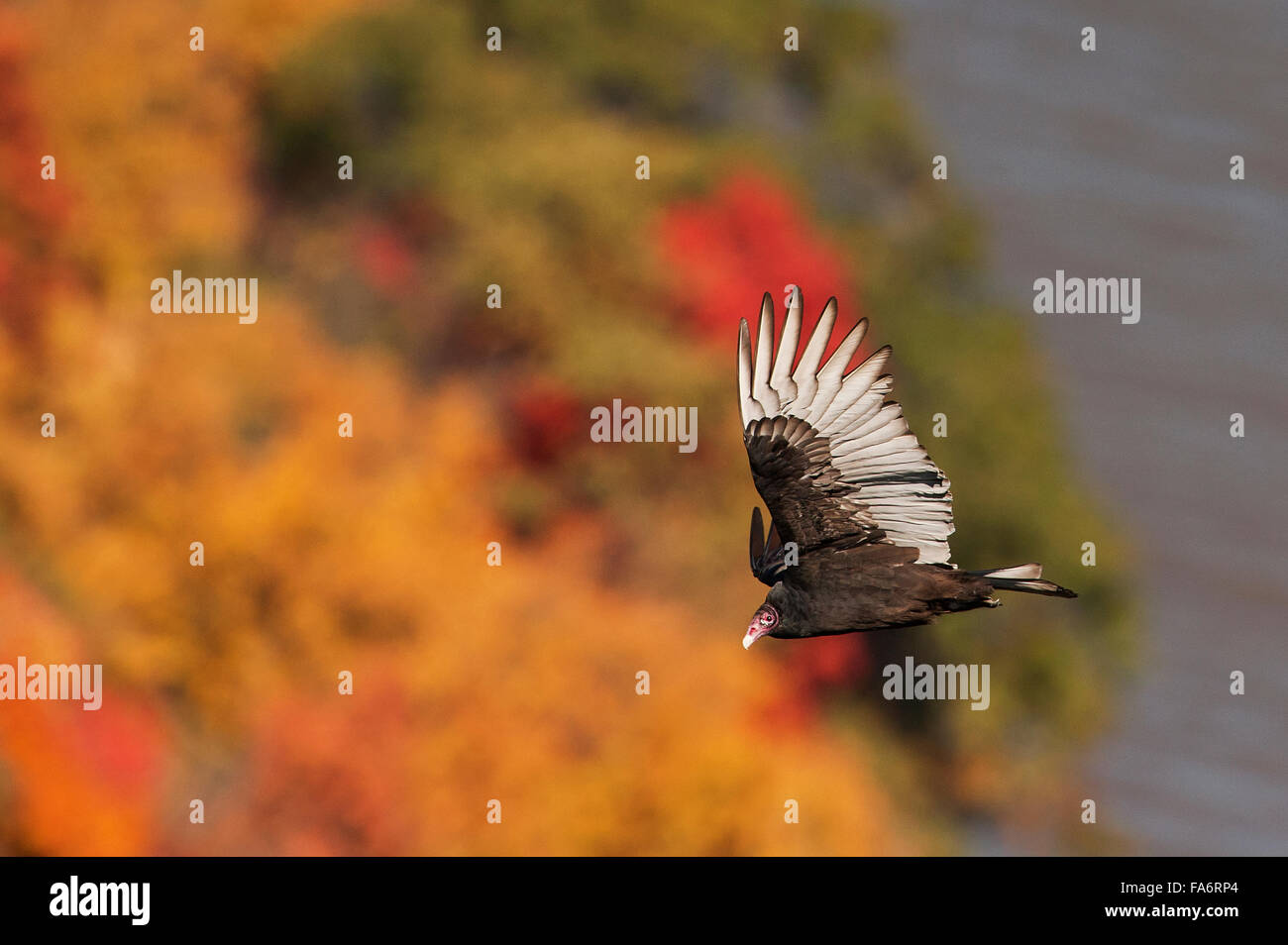 Turkey vulture in flight over autumn wooded cliffs Stock Photo