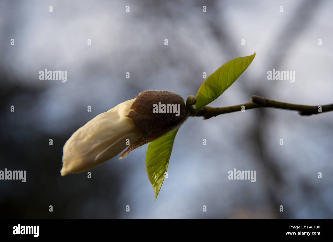 Bud of a yellow magnolia on a tree branch Stock Photo - Alamy
