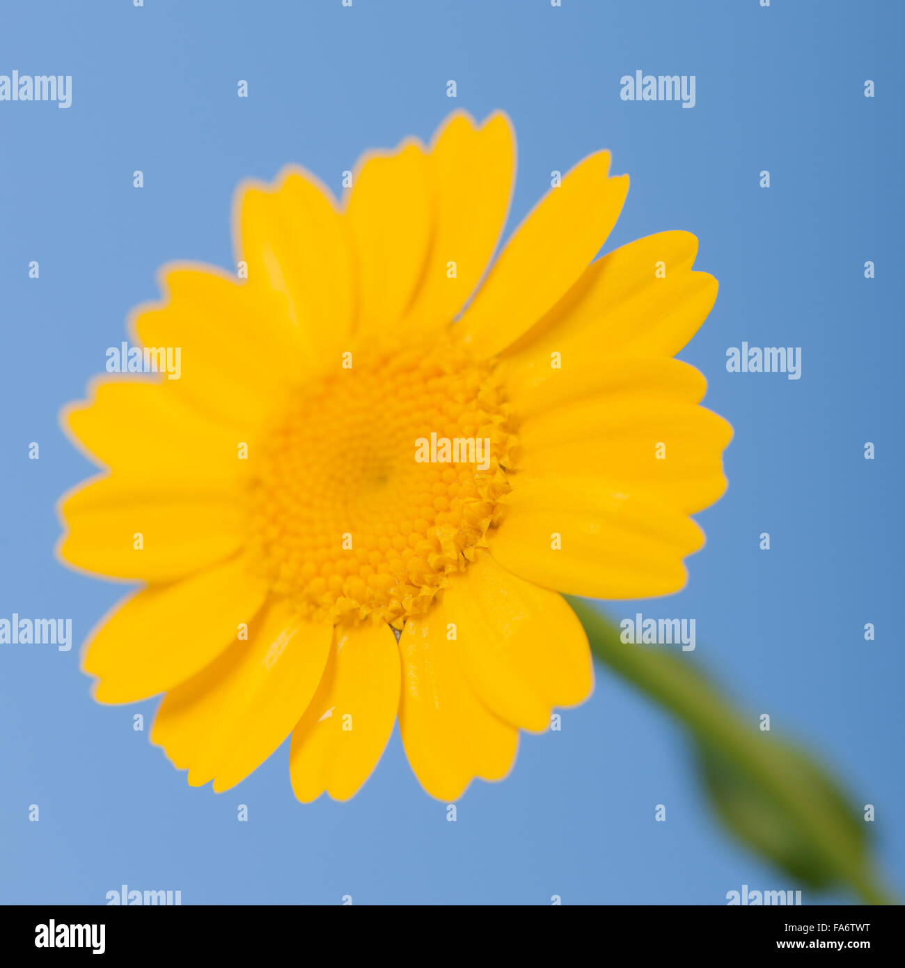 Yellow flower with blue background hi-res stock photography and images ...