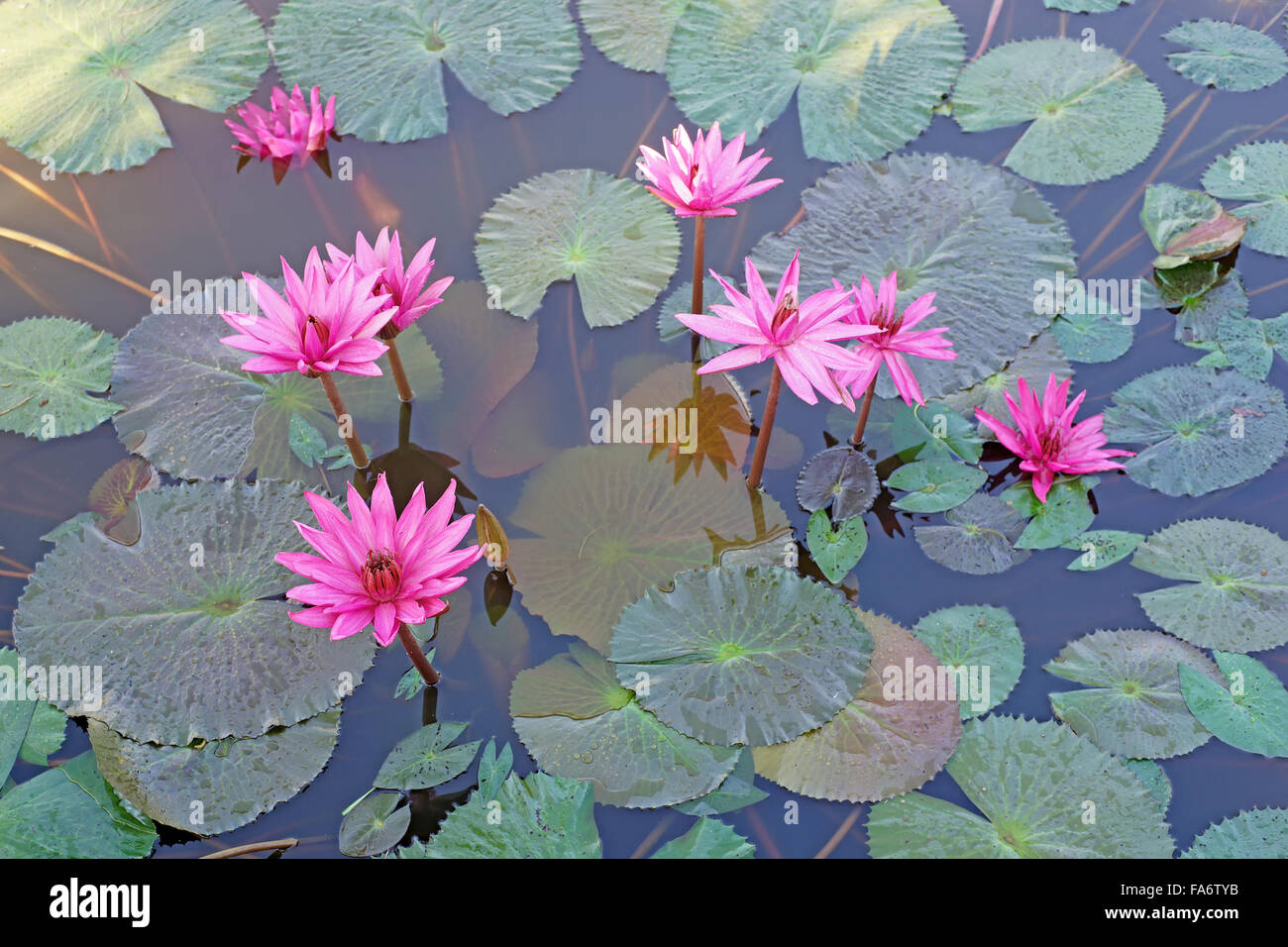 beautiful lotus flower in the pond Stock Photo Alamy