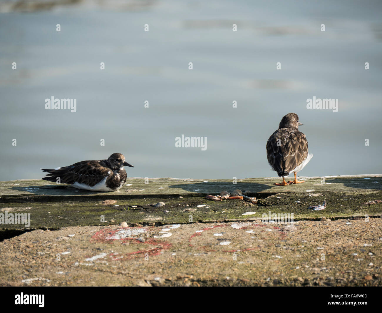 Turnstones on the edge of the harbour, Whitstable, Kent, UK Stock Photo