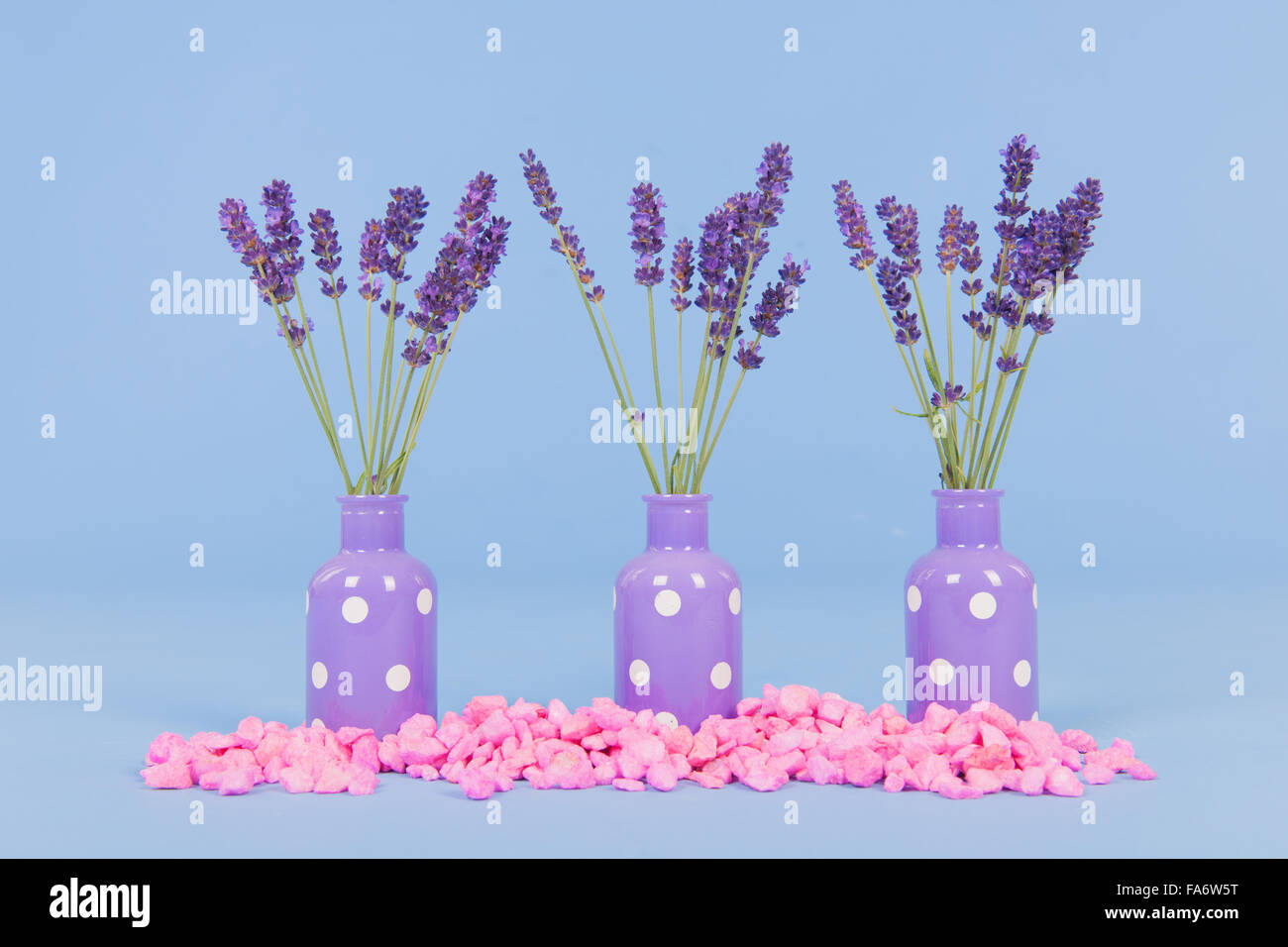 French Lavender In Purple Vases On Blue Background Stock Photo