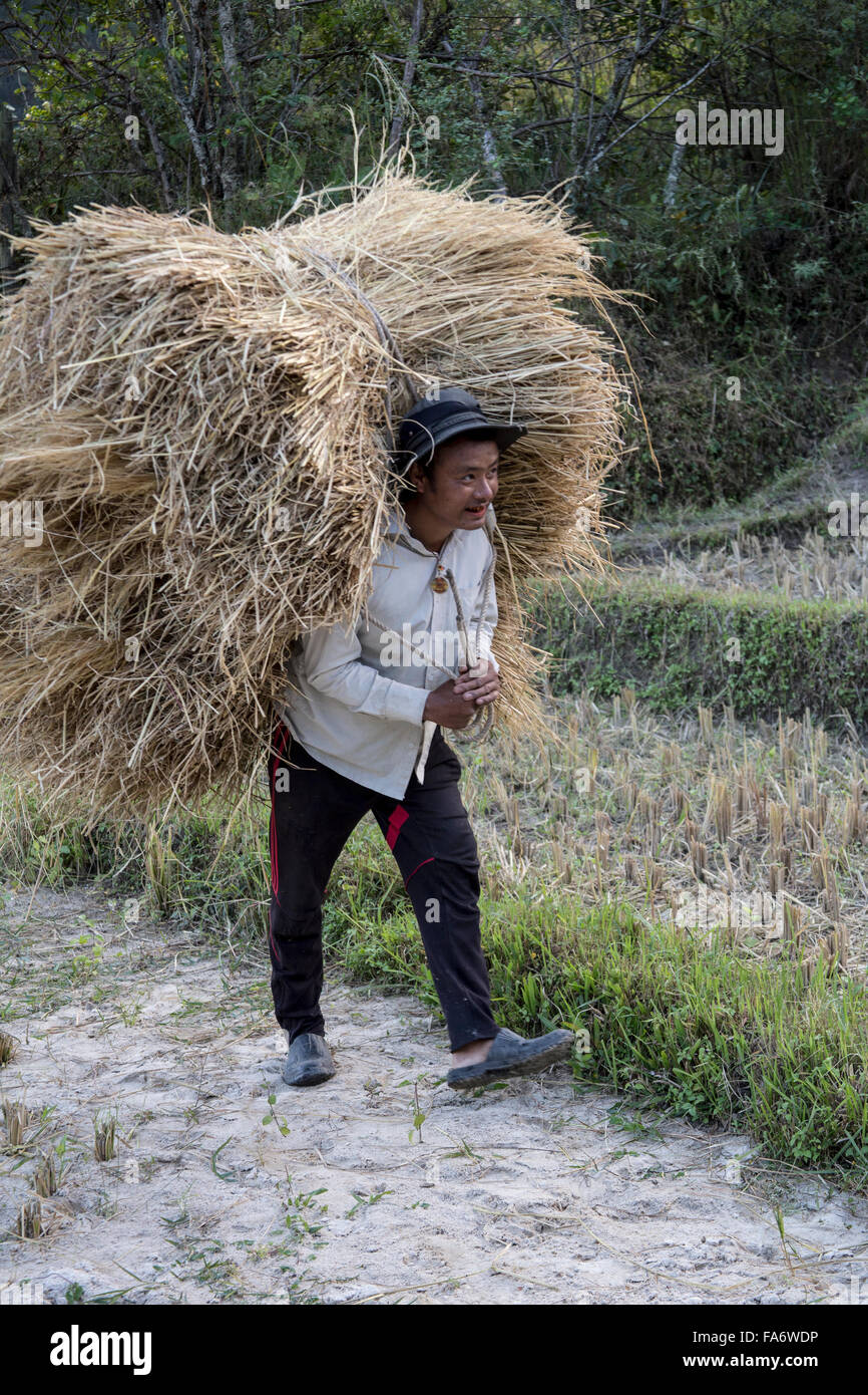 Farmer carrying rice straw bale in Punakha valley Bhutan Stock Photo