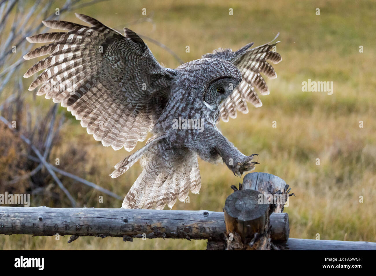 A great gray owl lands on a buck and rail fencepost in Jackson, Wyoming