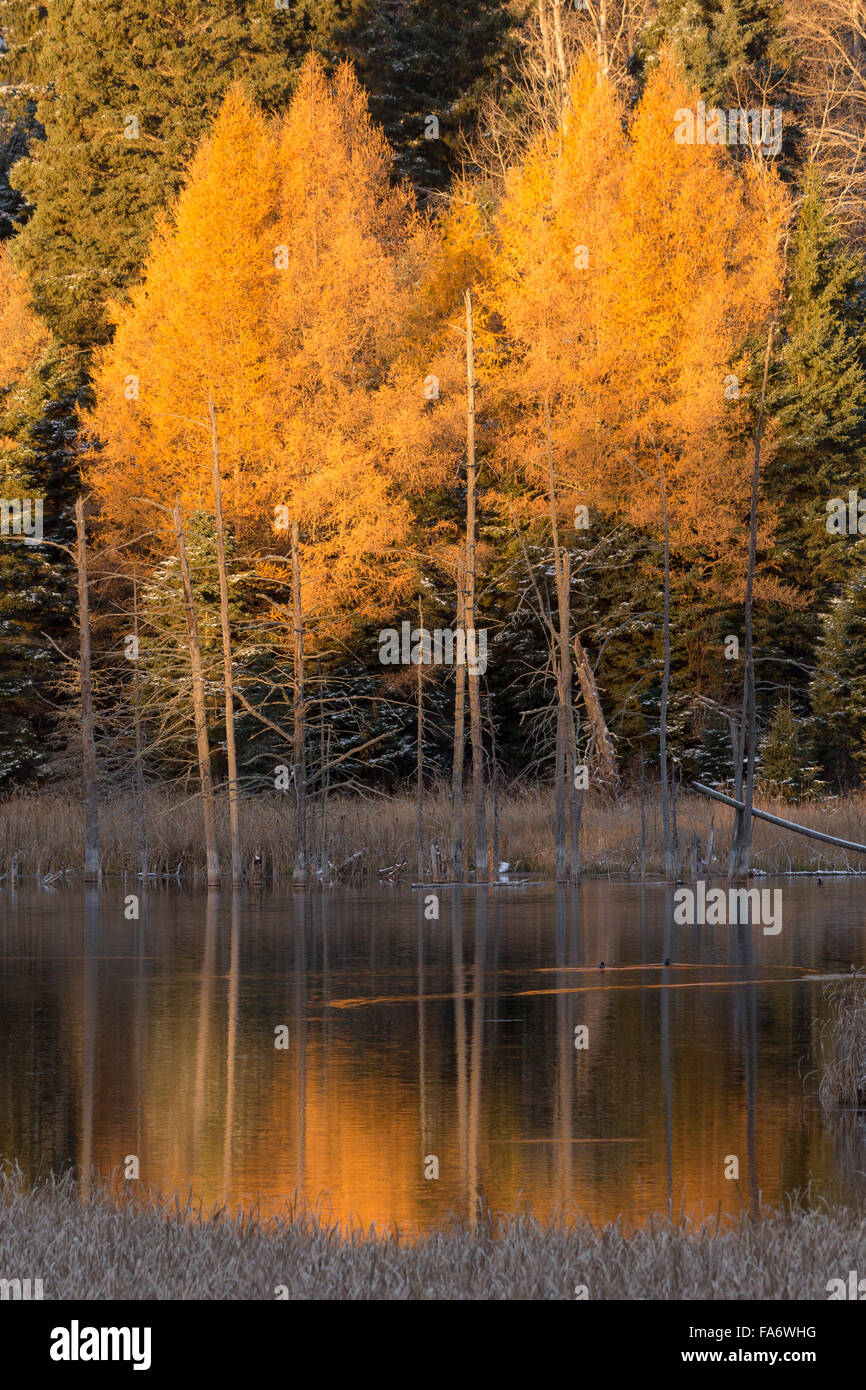 Tamarack Trees For Sale Manitoba edu.svet.gob.gt