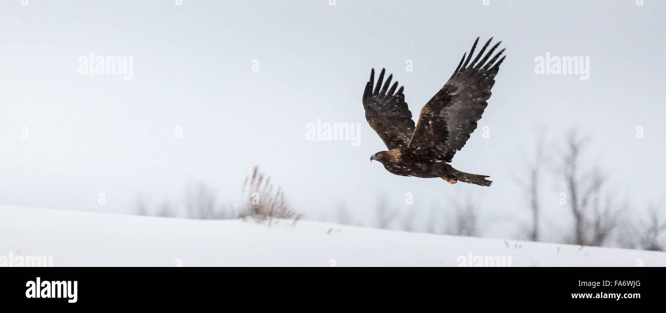 Wingspan Of A Golden Eagle Stock Photos Wingspan Of A