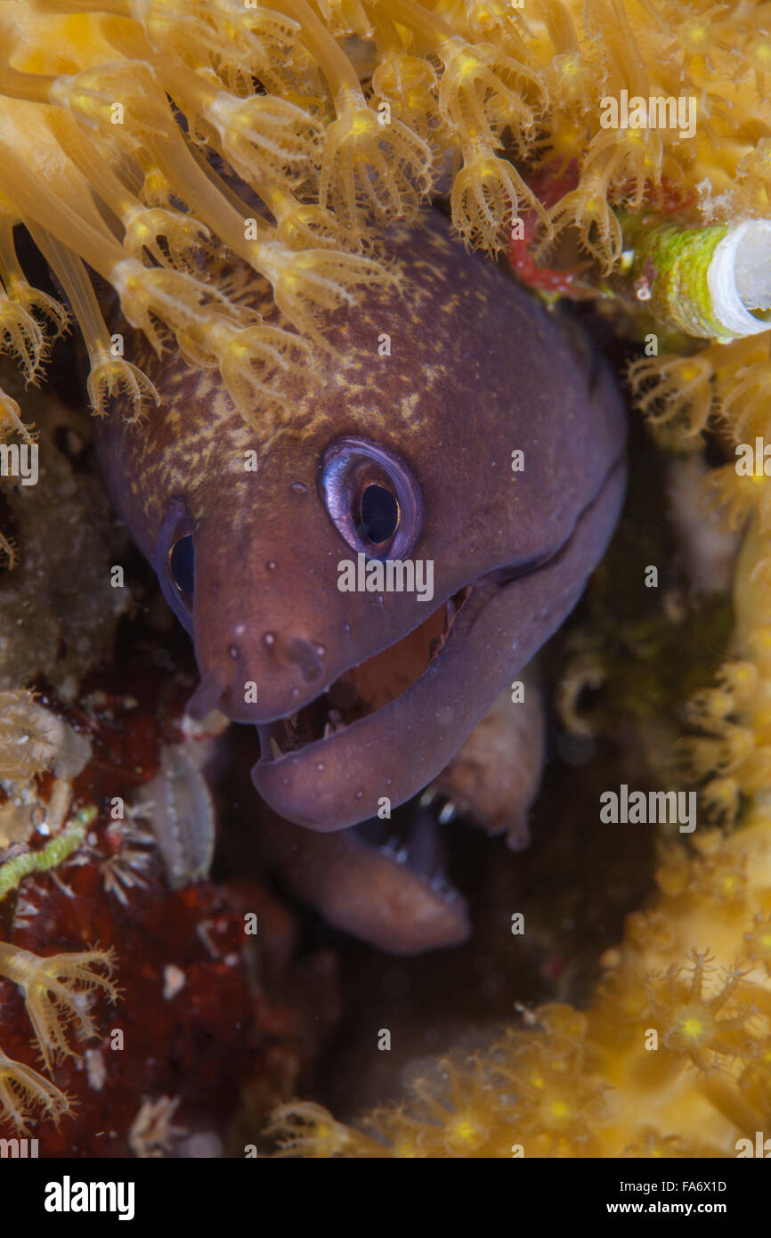 Undulated moray eel hires stock photography and images Alamy