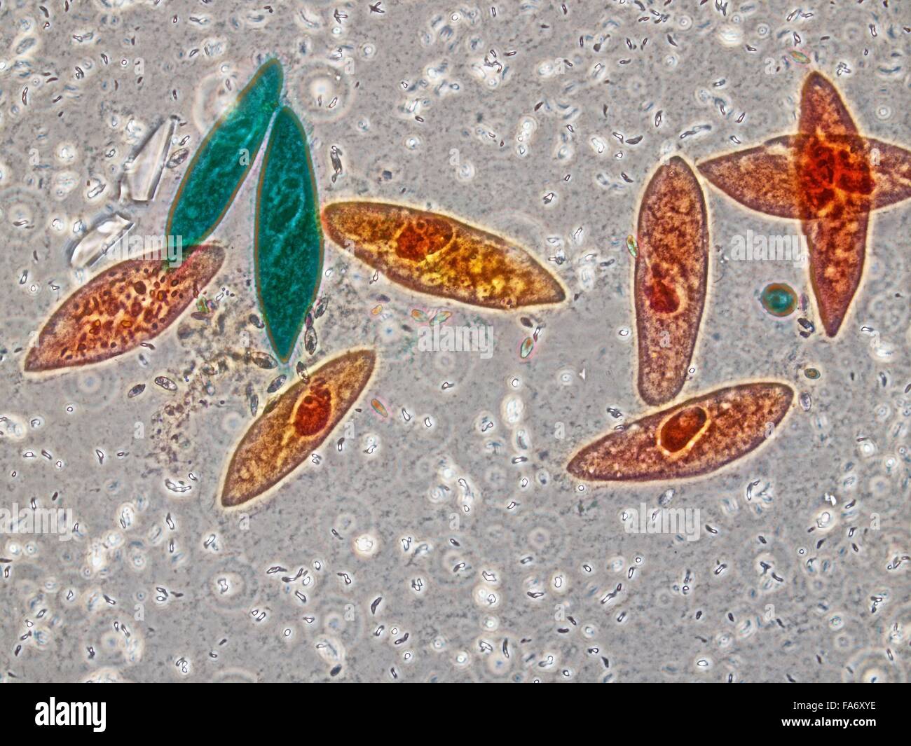 Beauty of Biology under microscopy Stock Photo - Alamy