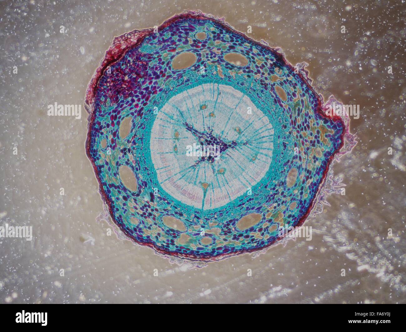Microscopy images of biological tissue and plant tissue Stock Photo