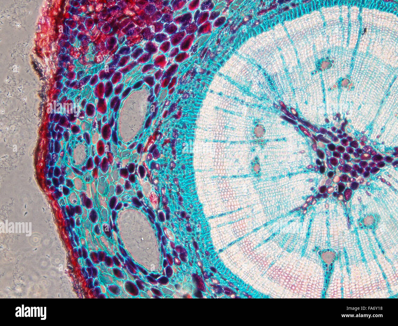 Microscopy images of biological tissue and plant tissue Stock Photo