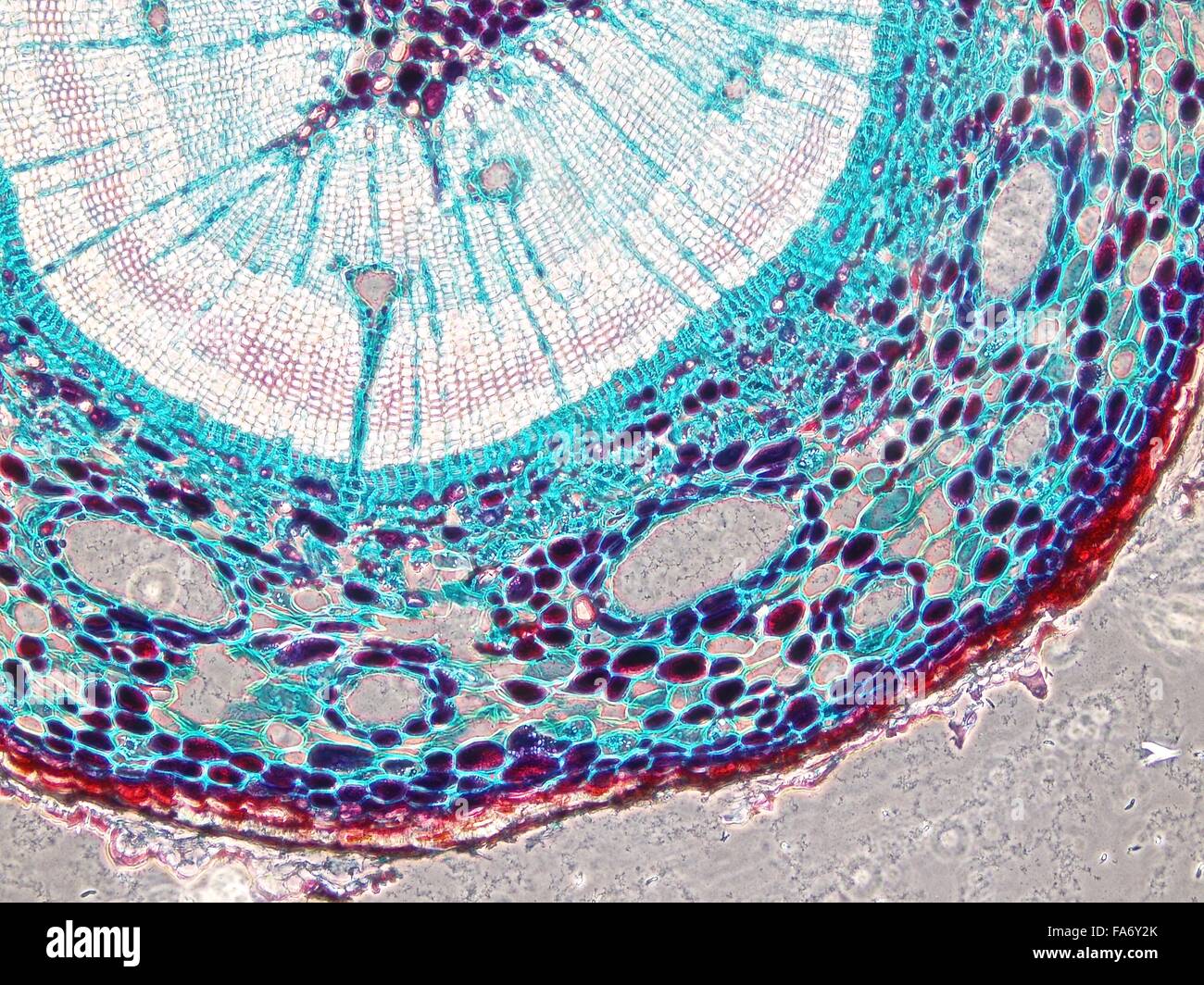Microscopy images of biological tissue and plant tissue Stock Photo