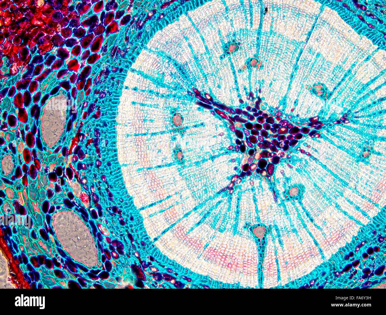 Microscopy images of biological tissue and plant tissue Stock Photo