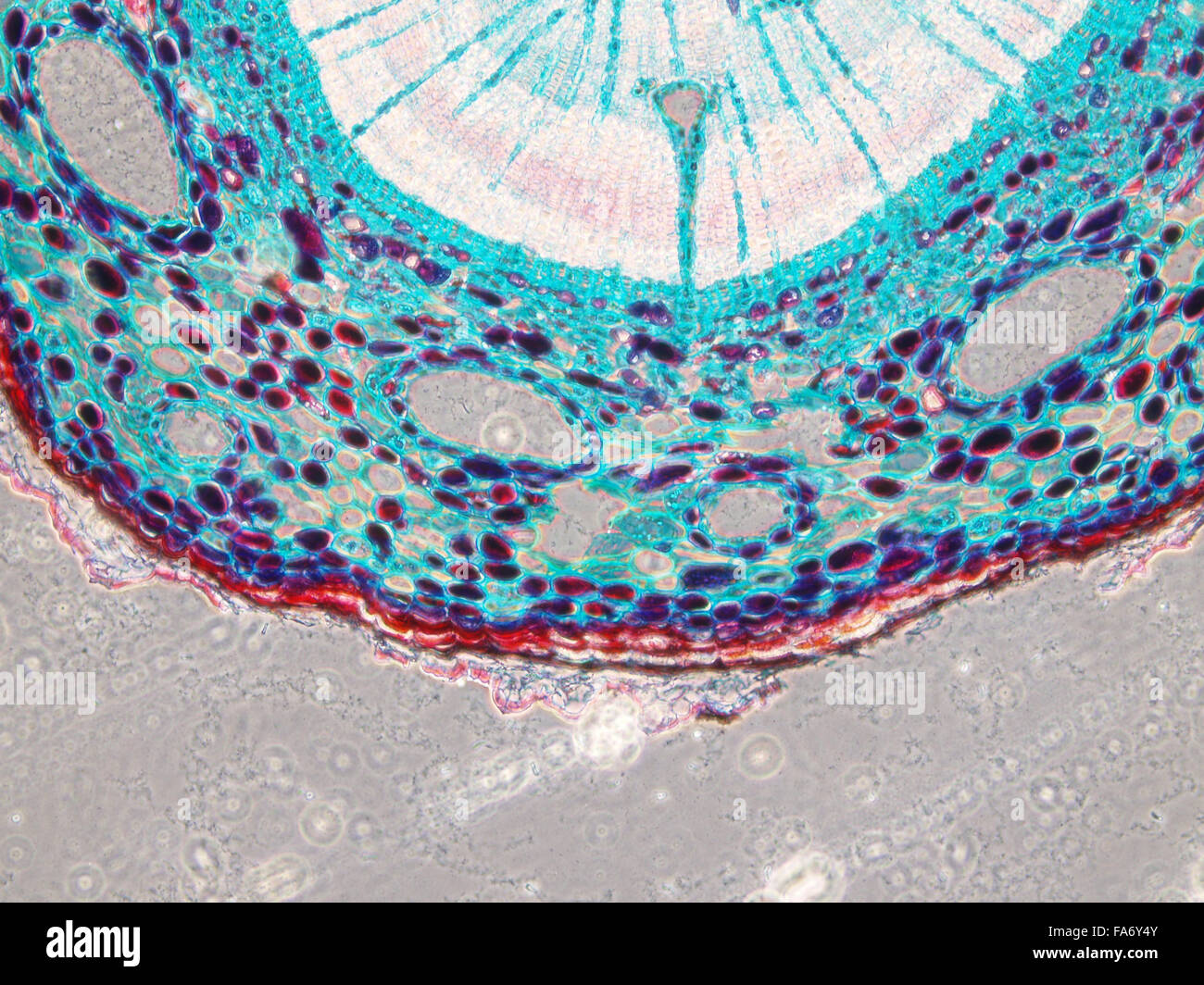 Microscopy images of biological tissue and plant tissue Stock Photo