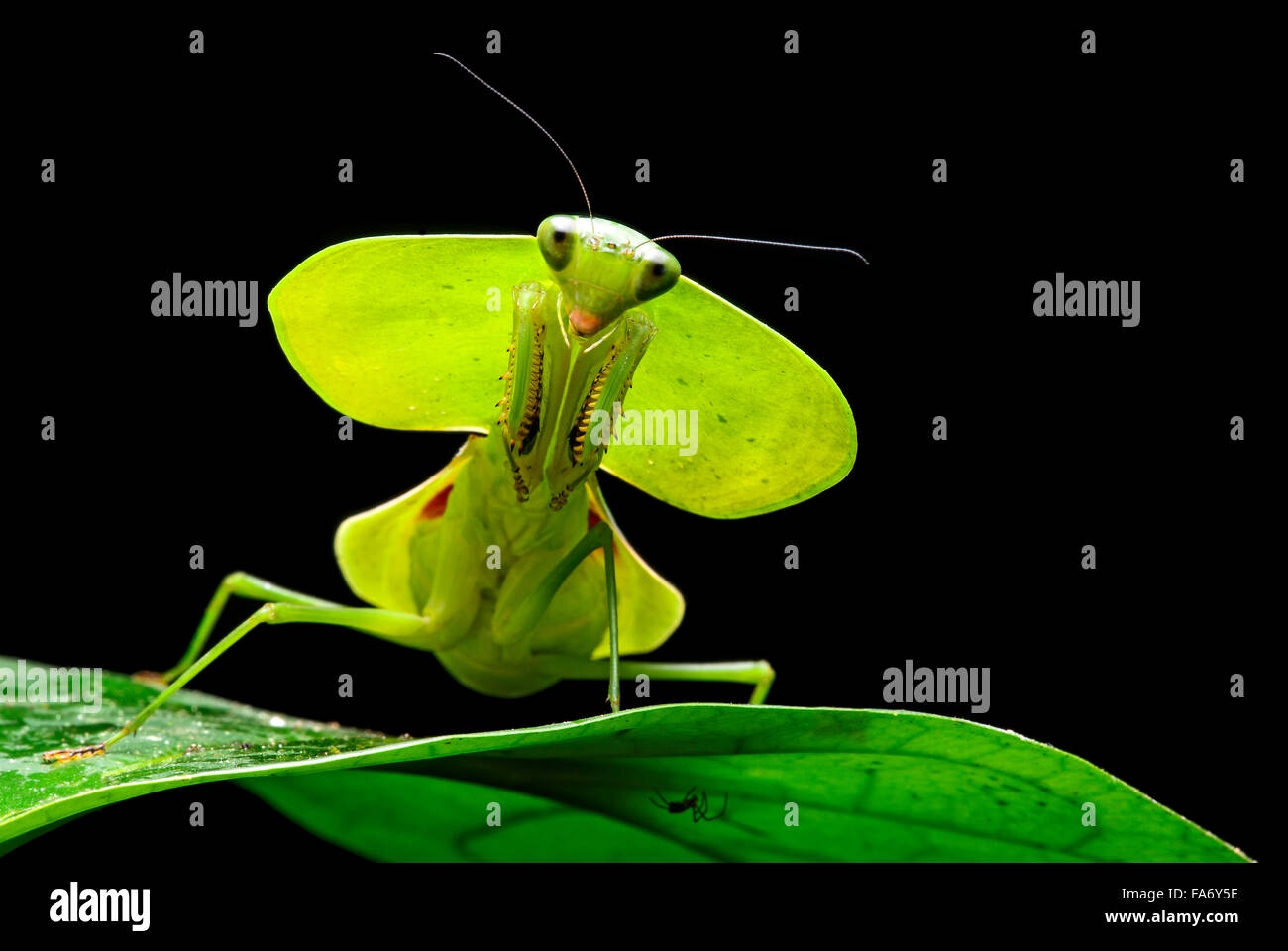 Green Shield Mantis (Rhombodera basalis), Chocó rainforest, Ecuador Stock Photo
