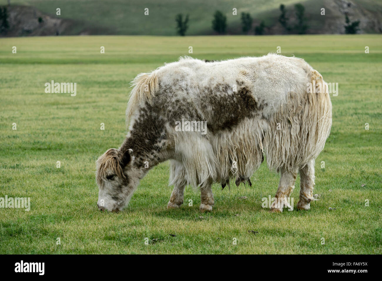 Grazing light brown yak (Bos mutus) with long-haired fur, Orkhon Valley, Khangai Nuruu National Park, Övörkhangai Aimag Stock Photo