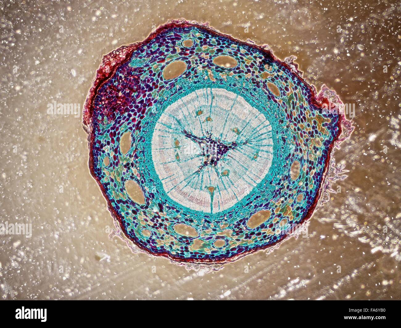 Microscopy images of biological tissue and plant tissue Stock Photo