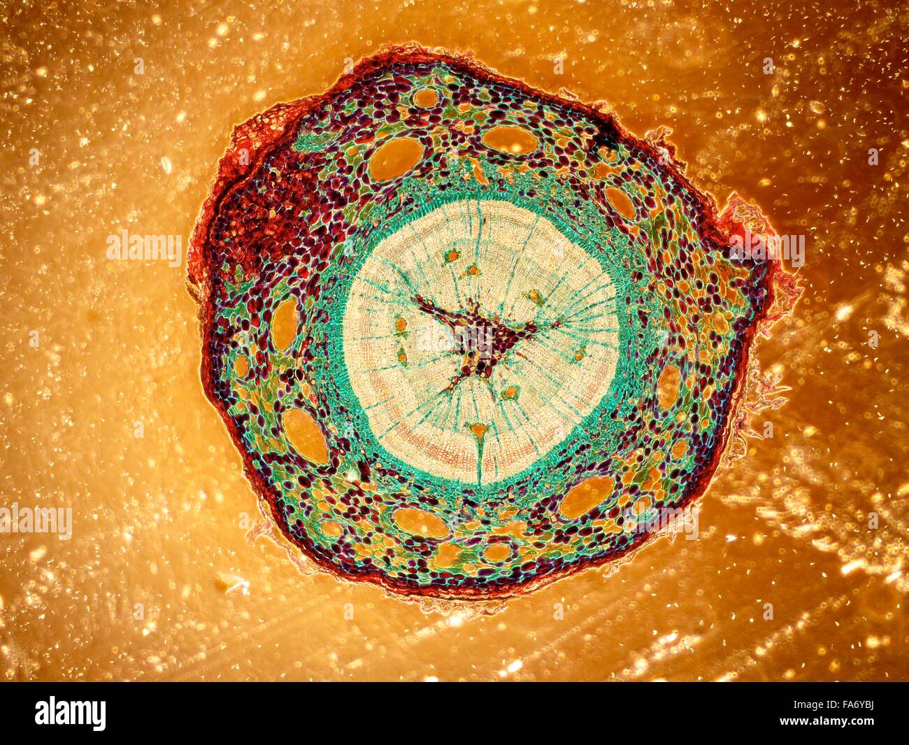 Microscopy images of biological tissue and plant tissue Stock Photo