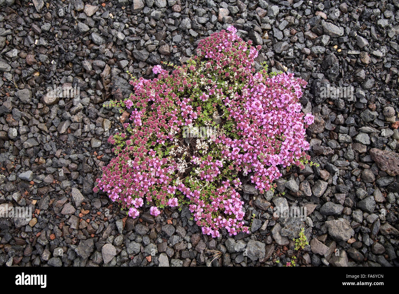 Arctic thyme (Thymus praecox arcticus), Iceland Stock Photo Alamy