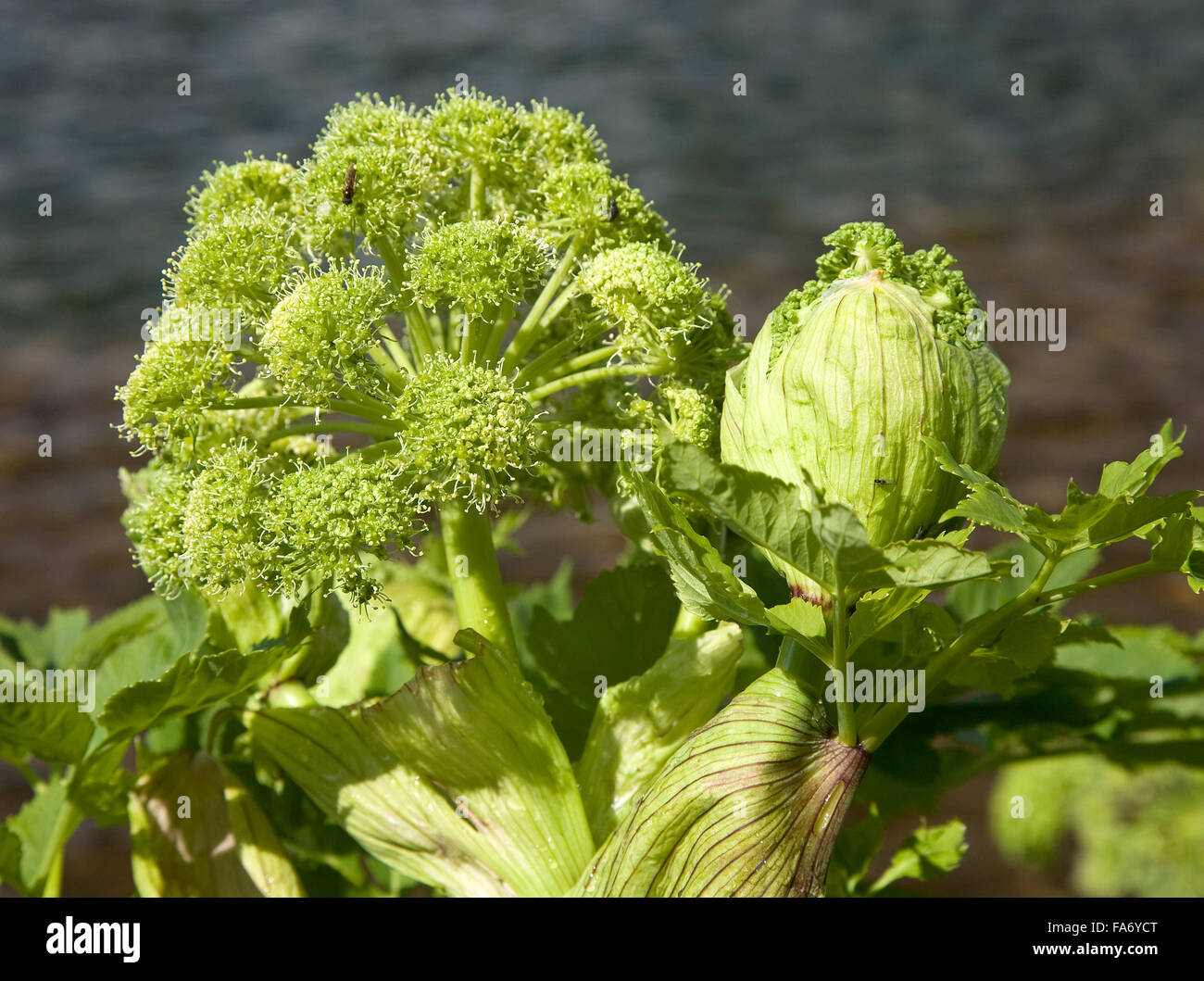 Norwegian angelica (Angelica archangelica), Iceland Stock Photo Alamy