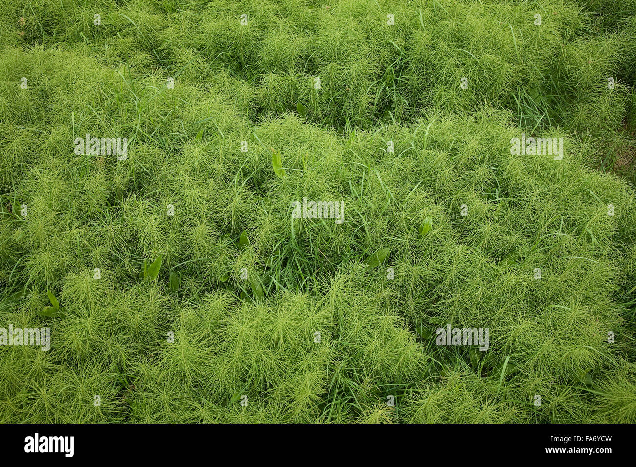 Horsetail, also snakegrass or puzzlegrass (Equisetum sp.), Iceland Stock Photo