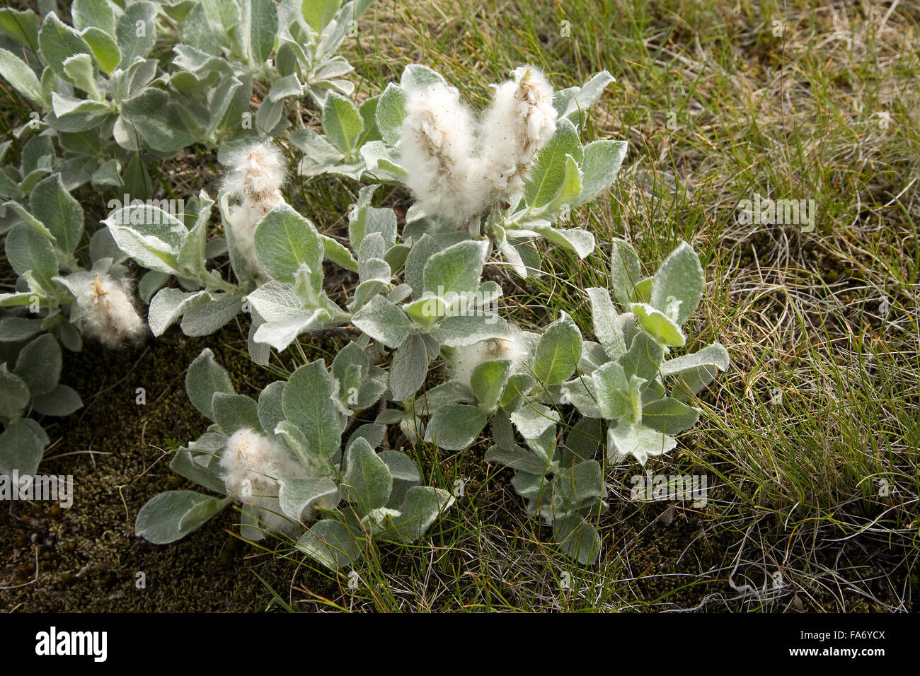 Arctic willow (Salix arctica), Iceland Stock Photo Alamy