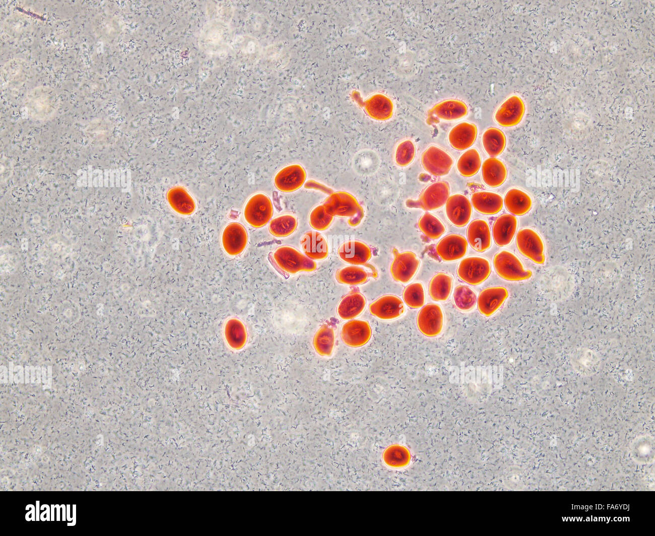 Microscopy images of biological tissue and plant tissue Stock Photo