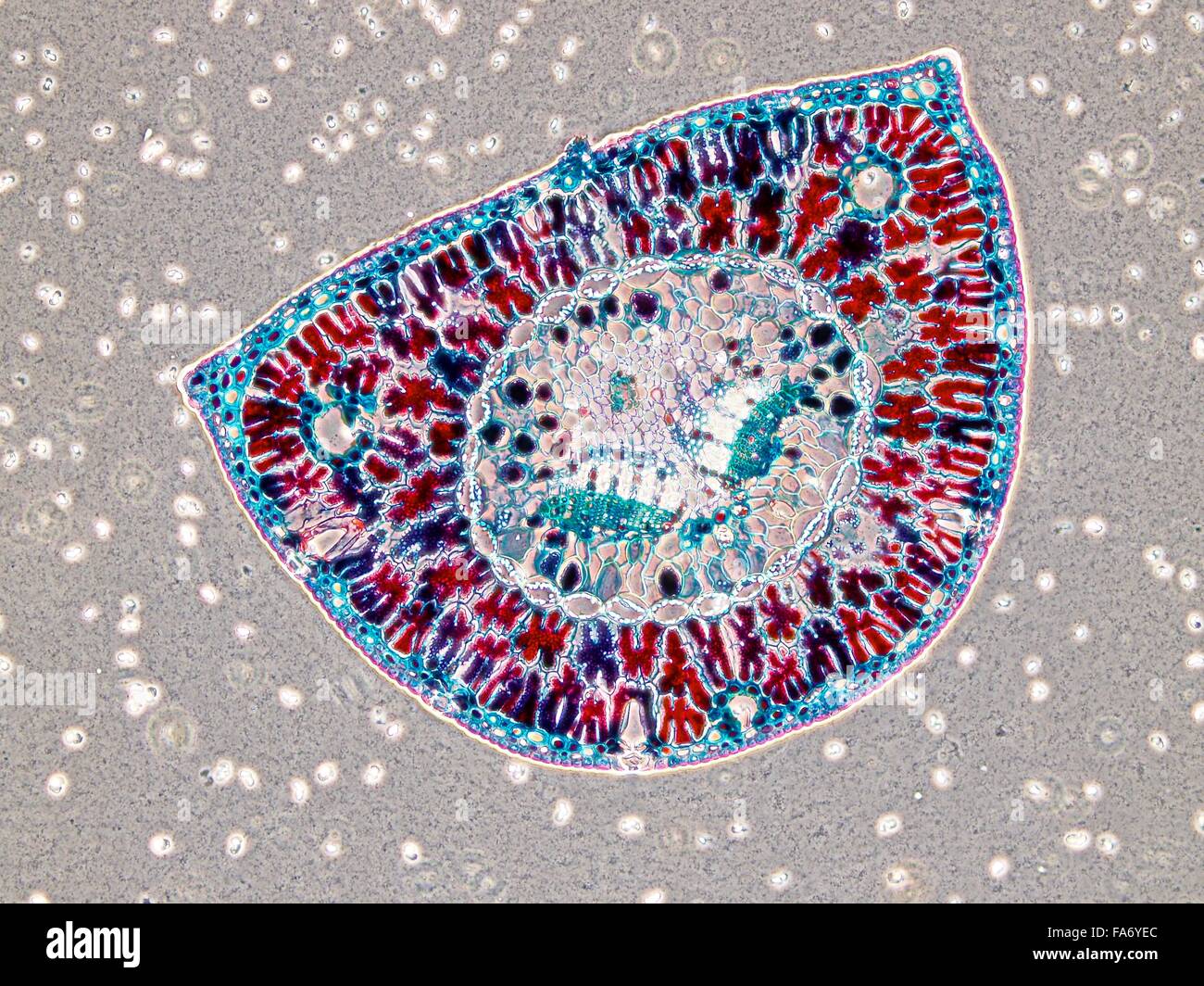 Microscopy images of biological tissue and plant tissue Stock Photo