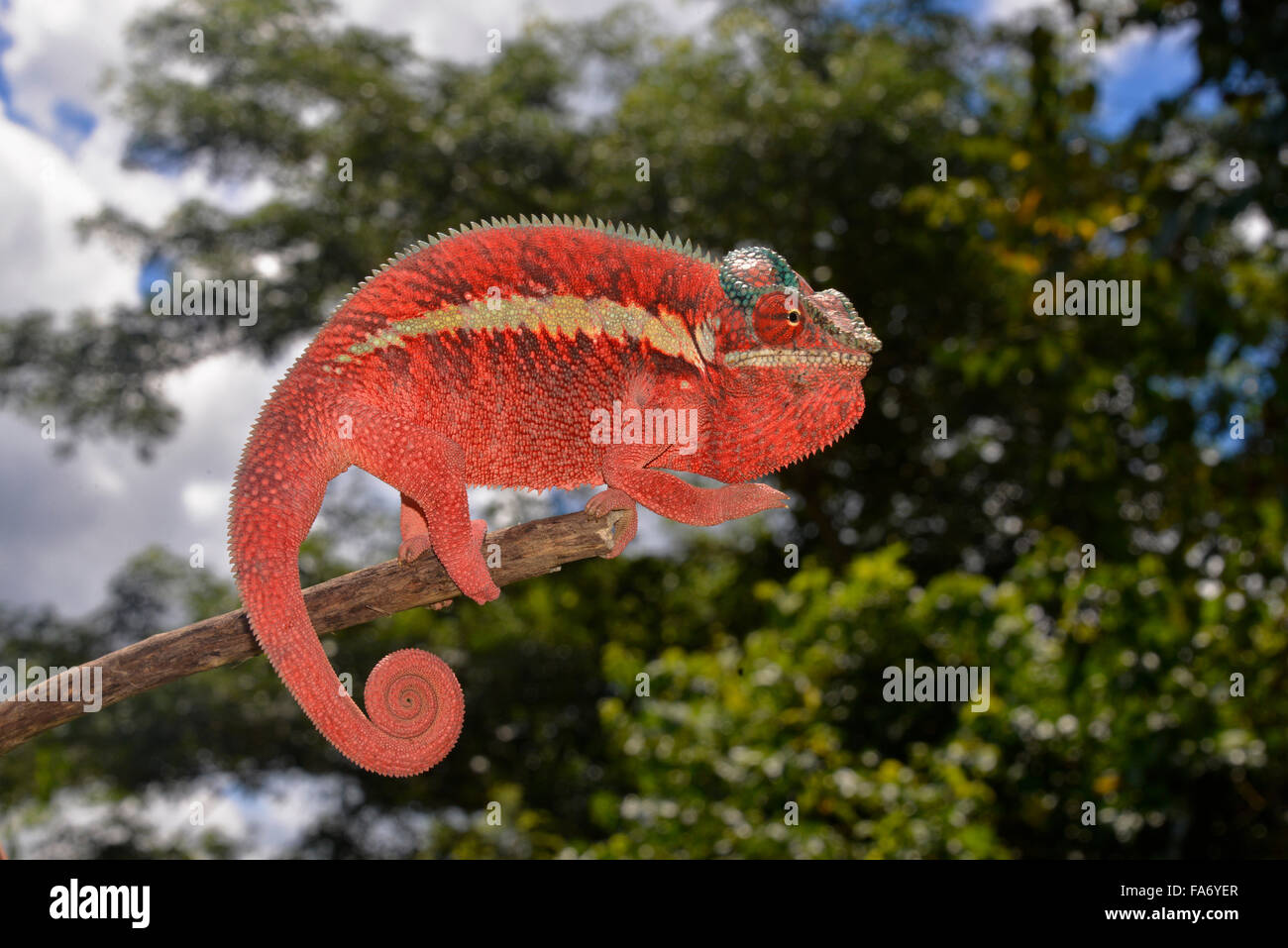 Panther chameleon (Furcifer pardalis), local form Ankaramy, West Madagascar Stock Photo
