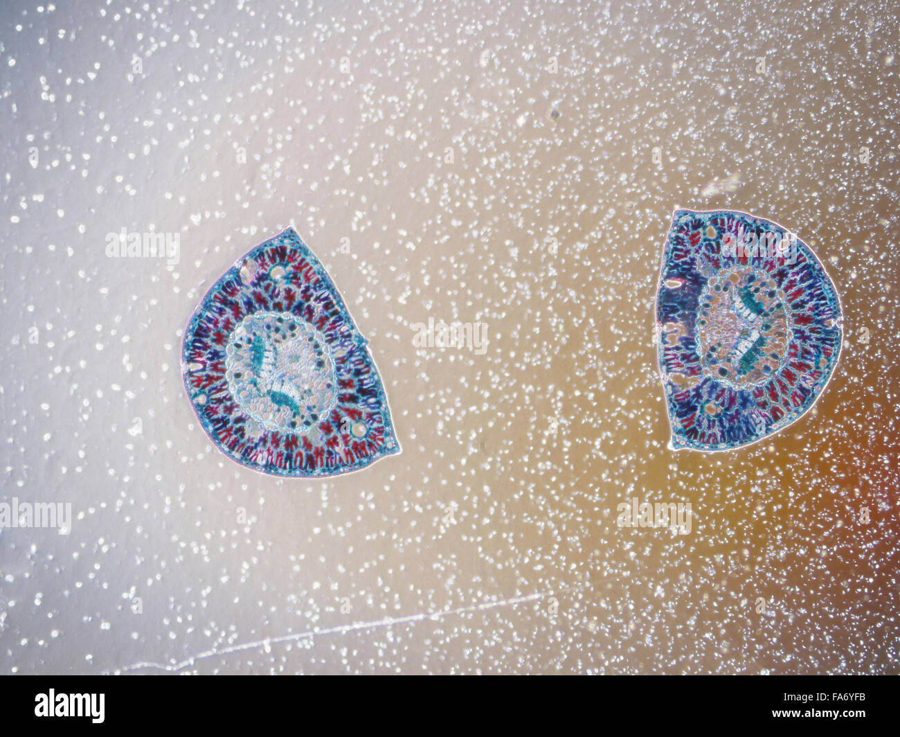 Microscopy images of biological tissue and plant tissue Stock Photo