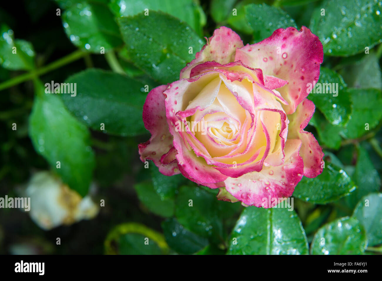 close up of beautiful pink rose flower with rain drops in garden at ...