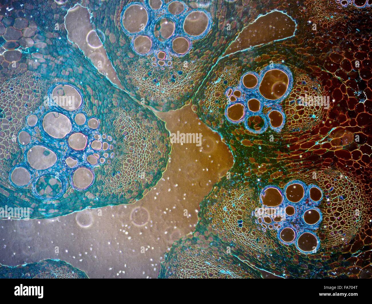 Beauty of Biology under microscopy Stock Photo Alamy