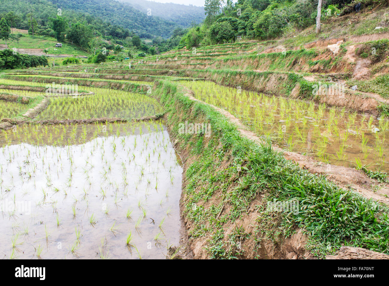 Rice field terraces in doi inthanon, Ban Sob Aeb Chiangmai Thailand Stock Photo