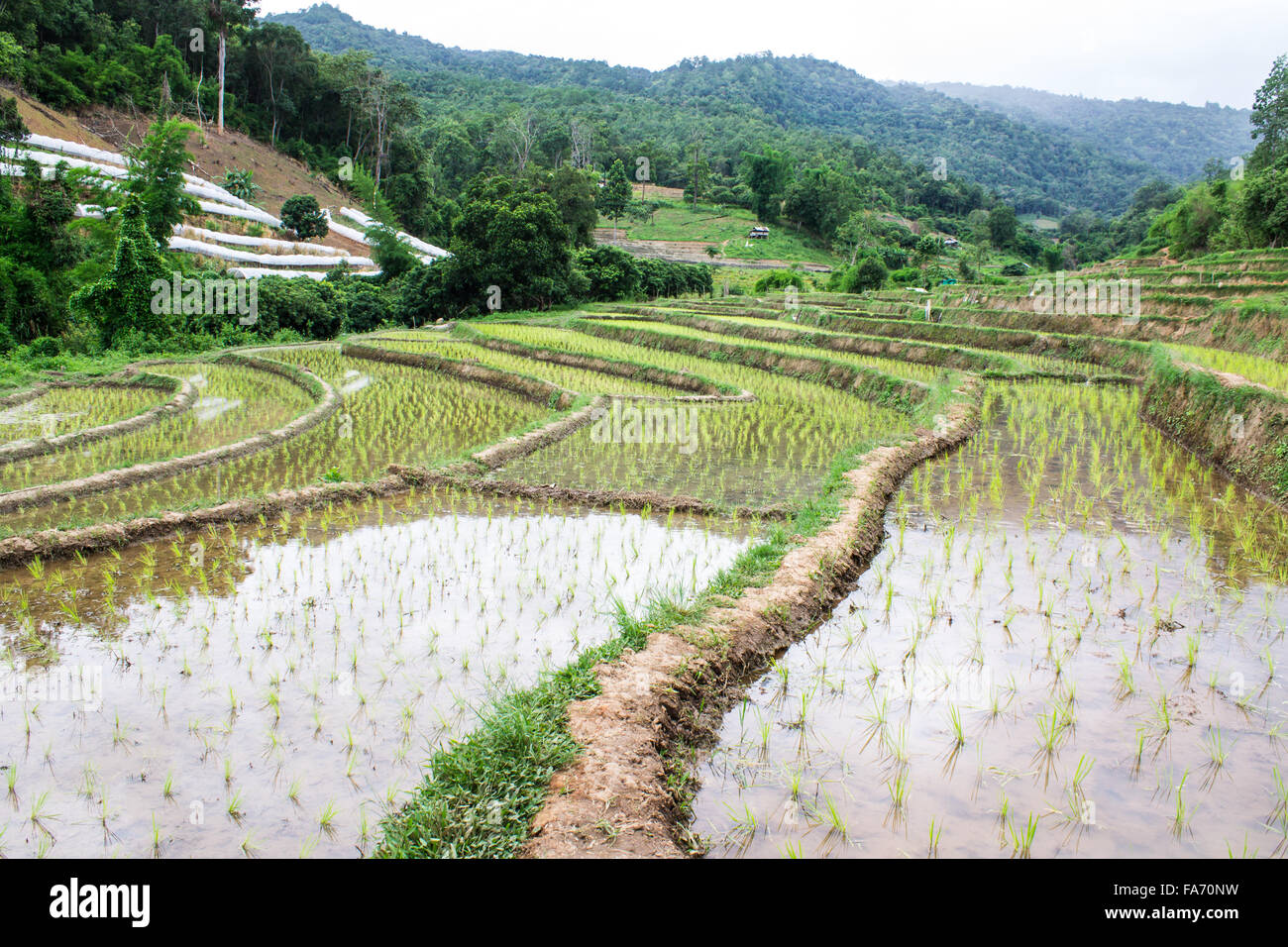 Rice field terraces in doi inthanon, Ban Sob Aeb Chiangmai Thailand Stock Photo