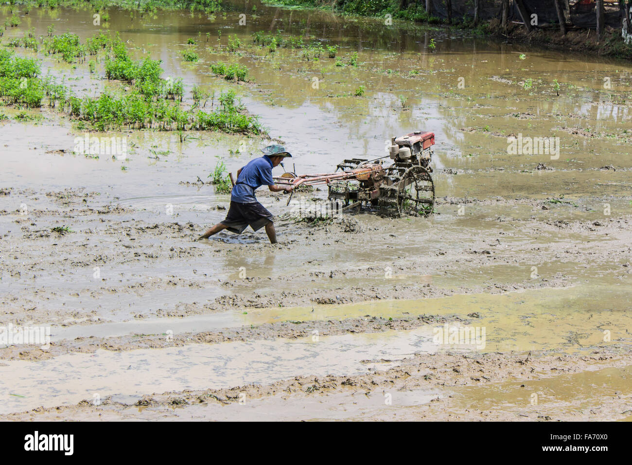 Asia Farmer using tiller tractor in rice field Stock Photo Alamy