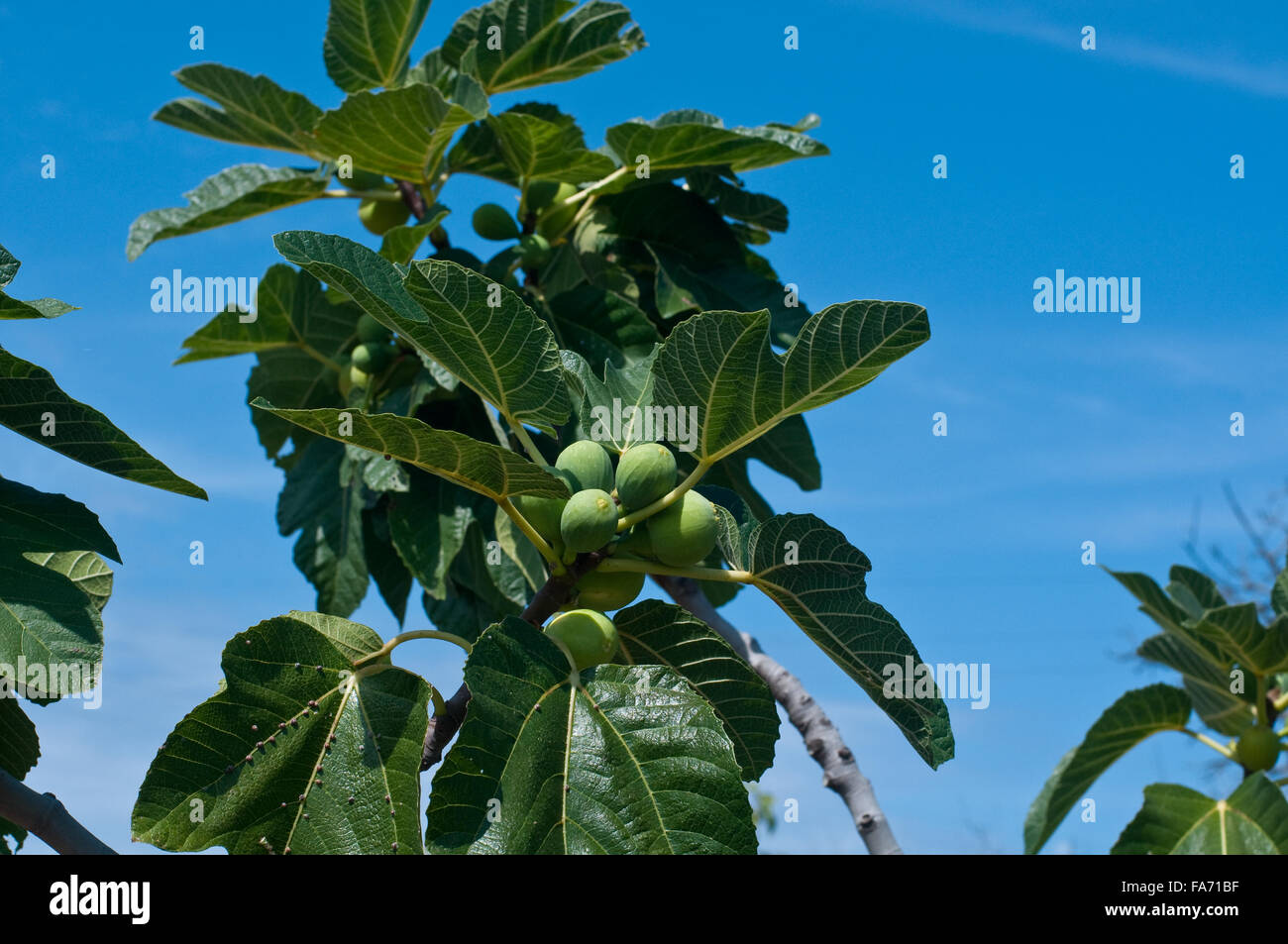 Fig tree with fruits that stand out against the sky,italy Stock Photo