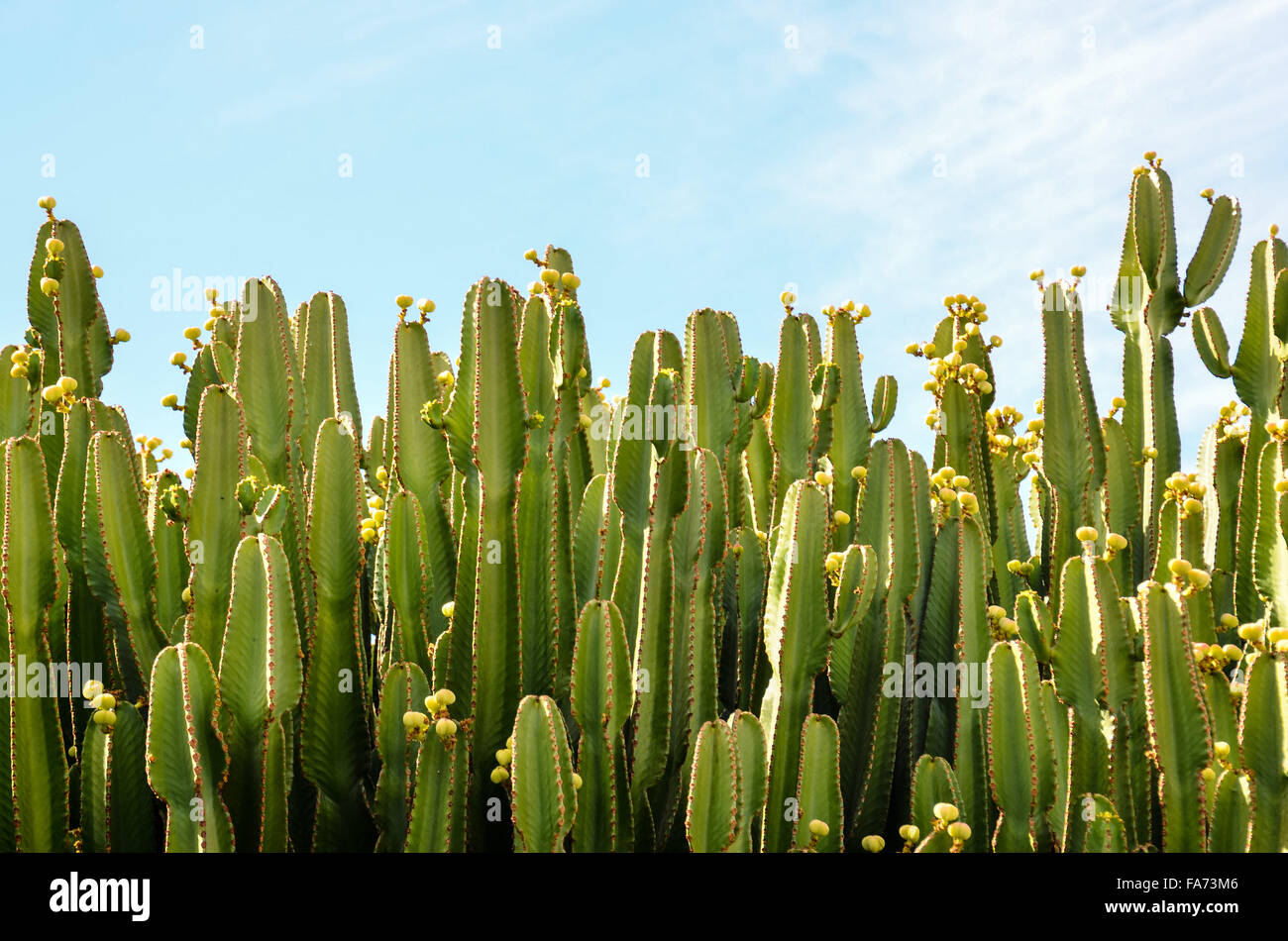 Cactus in the Desert Stock Photo - Alamy