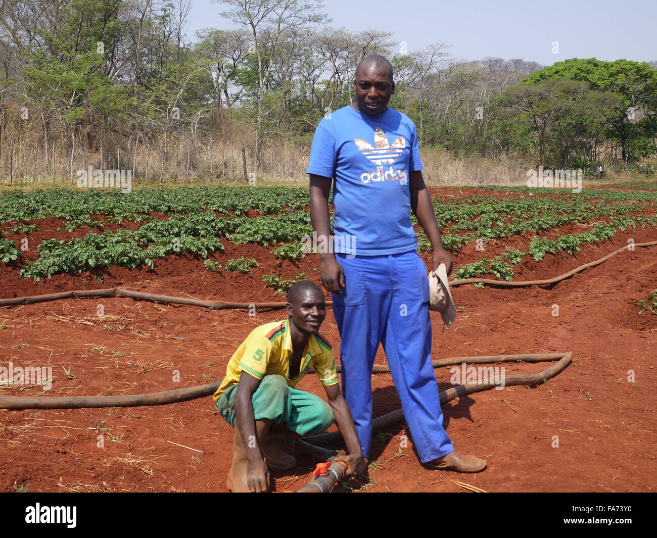 Mazowe, Zimbabwe. 07th Oct, 2015. Farmer Baldwin Mazango (R) stands in