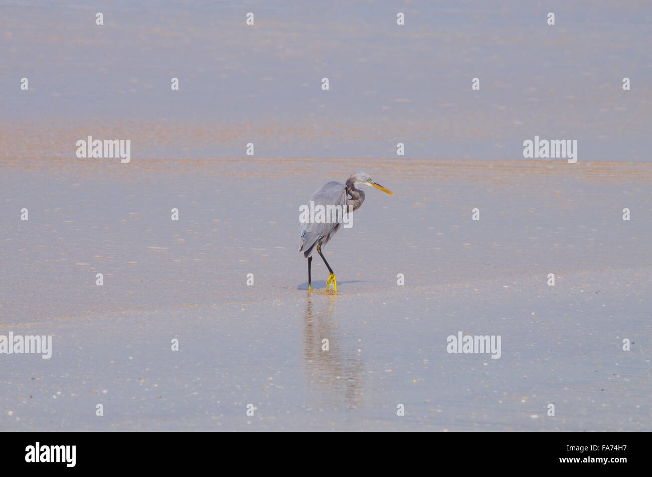 bird gray heron tropical, gray, heron, ashore, sea, yellow, paws, bird, fauna, India Stock Photo