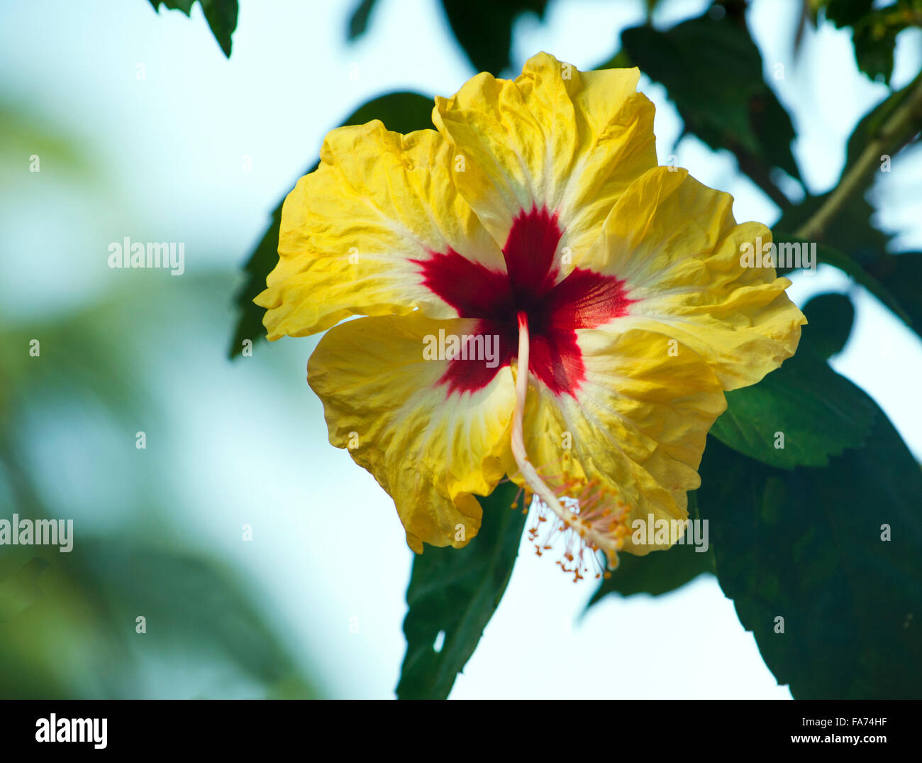 Yellow hibiscus flower plant hi-res stock photography and images - Alamy