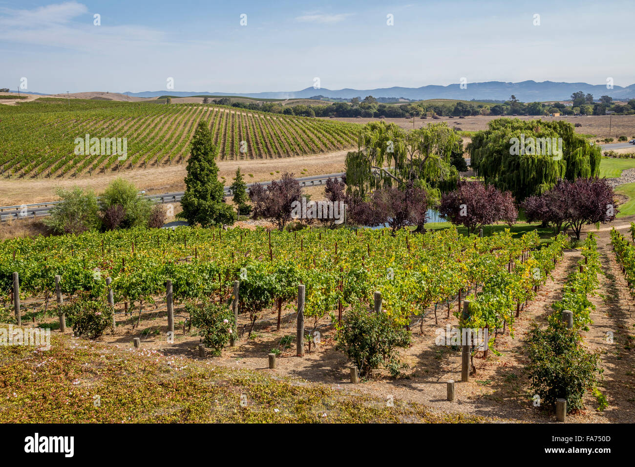 Vineyards, Domaine Carneros, Duhig Road, Napa Valley, Napa County, California, United States