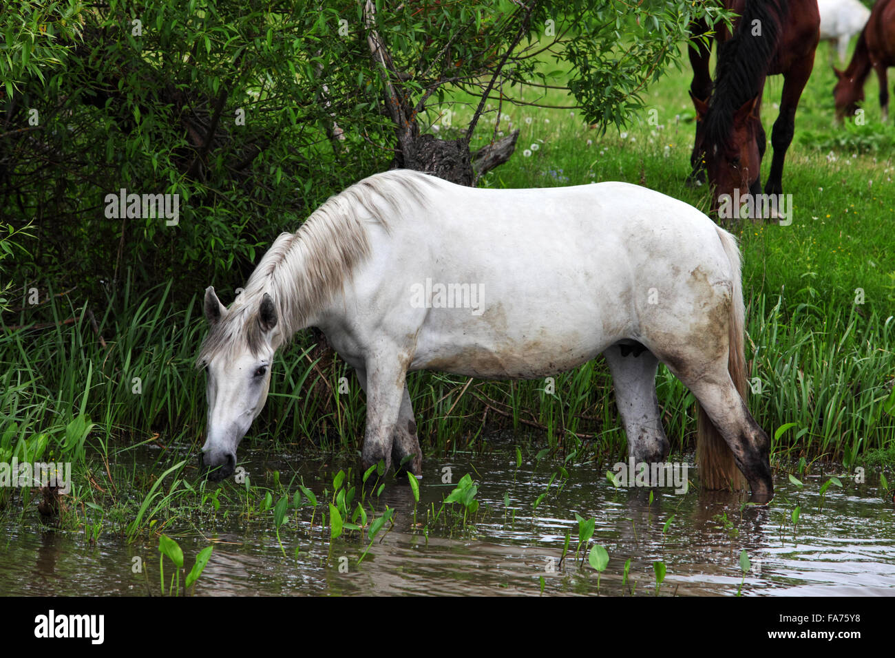 Horse grazing and drinking from river stream Stock Photo