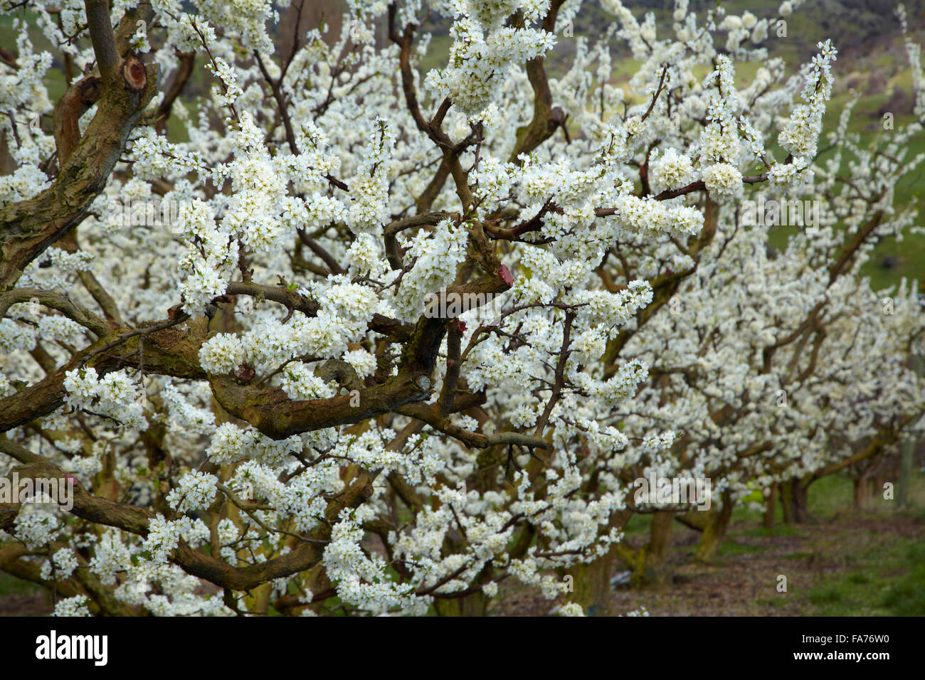 Orchard in blossom hi-res stock photography and images - Alamy