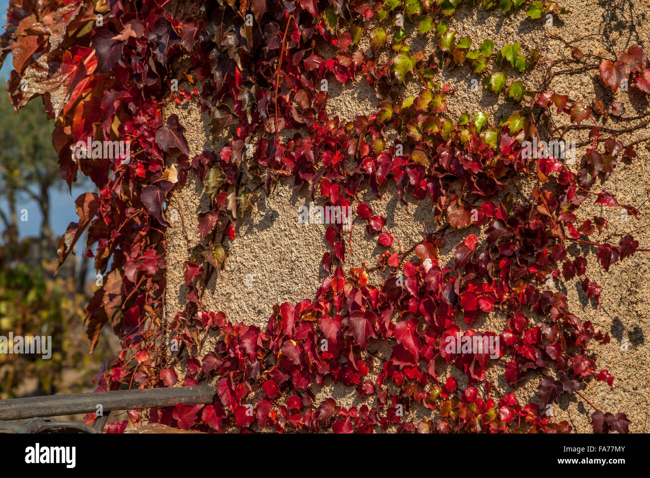 Climbing ivy on a wall, Sonoma, California, USA Stock Photo