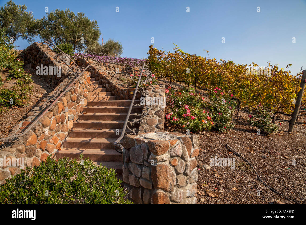 Staircase leading to Viansa Winery, Sonoma, California, USA Stock Photo