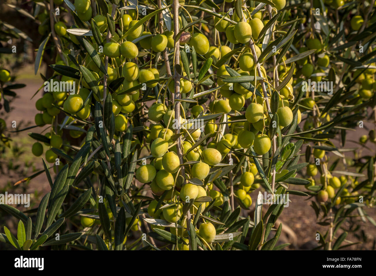 Olive tree at the Viansa Winery, Sonoma, California, USA Stock Photo