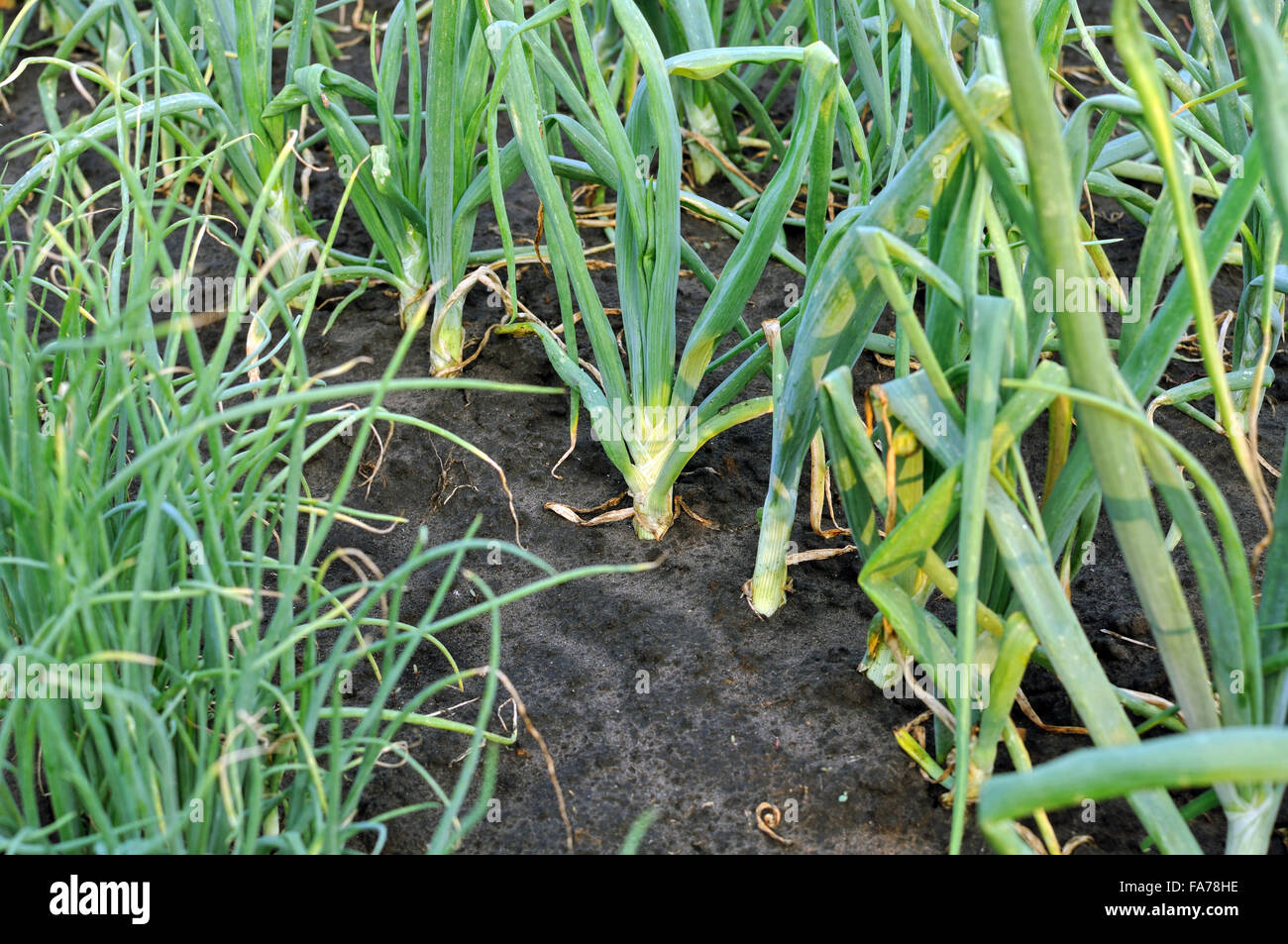 Close up onion plantation hi-res stock photography and images - Alamy