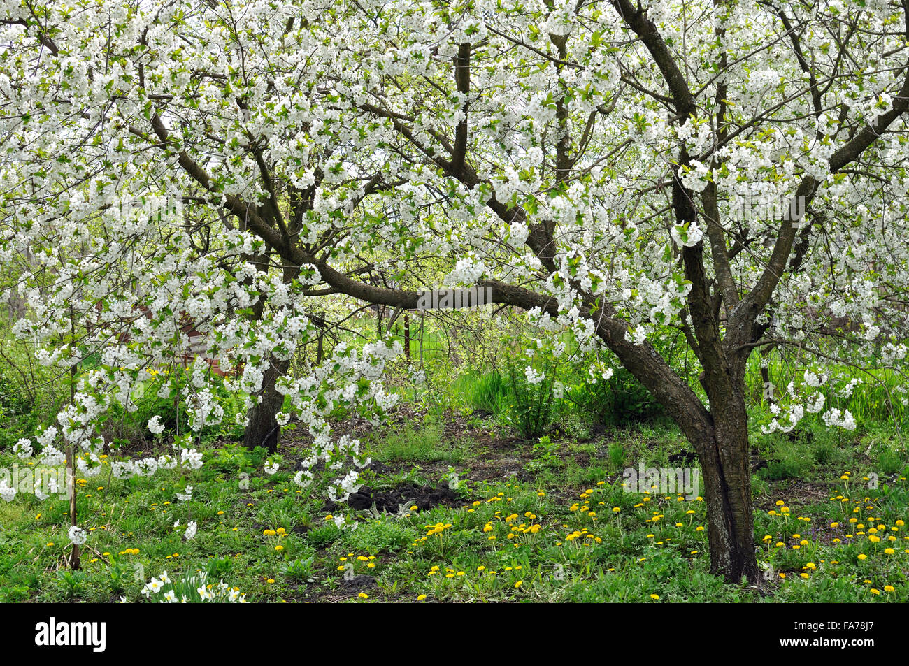 blooming cherry trees Stock Photo Alamy